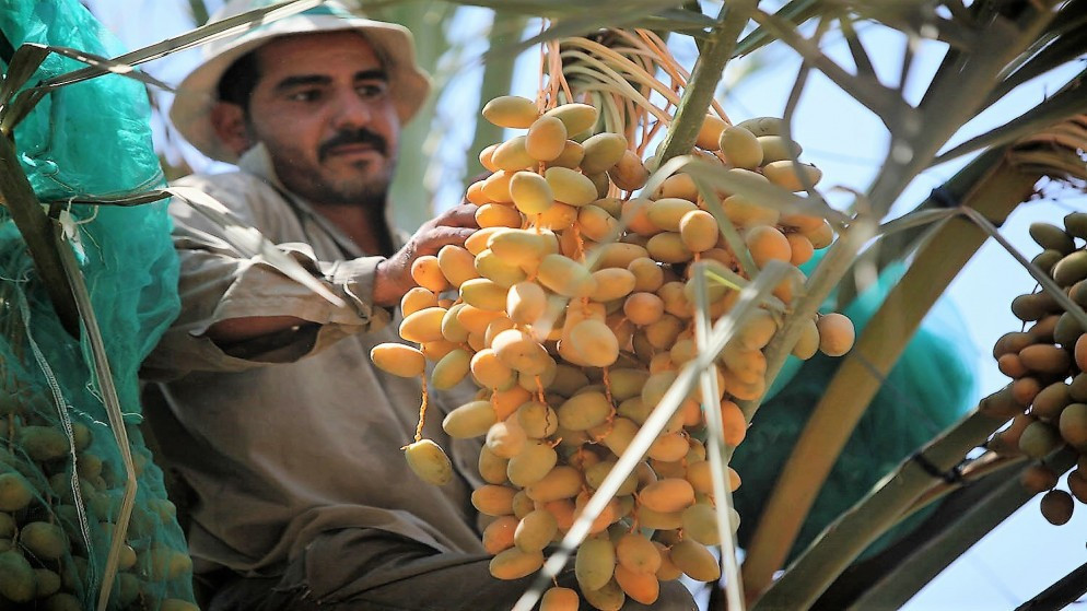 ارتفاع الاكتفاء الذاتي الغذائي في الأردن إلى 61.4%