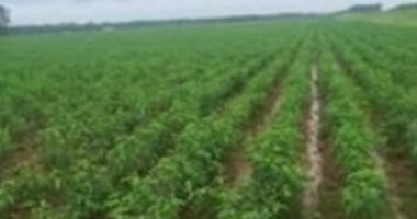 كيف تحمى محصولك من عواصف أمشير؟