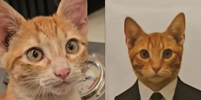 من التشرد إلى منصب المدير.. قط مكسيكي يحصل على وظيفة الأحلام