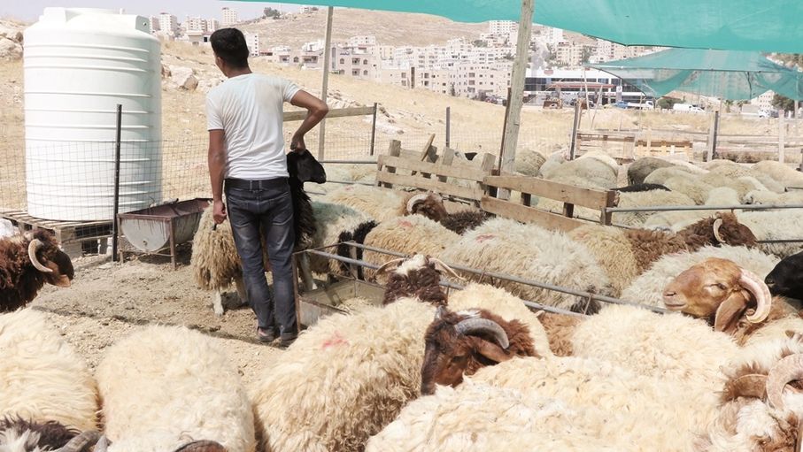 تراجع الطلب على الأضاحي وتذبدب أسواق اللحوم