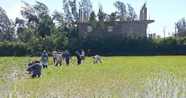 فلاحات مكافحات فى الأراضى الزراعية لا يعرفن إجازات الأعياد