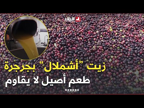 من قلب جرجرة 😍 زيت "أشملال".. نوعية ممتازة وطعم أصيل لا يُقاوَم 😋