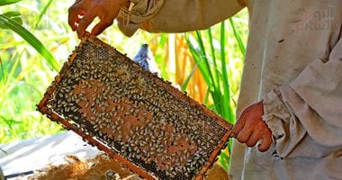 موسم الذهب السائل.. مناحل مصر تبدأ قطف عسل النحل مع بداية بؤونة