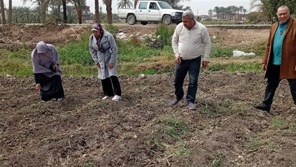 طلب برلماني بشأن إصلاح منظومة القطن المصري