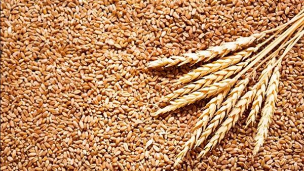 طفرة غير مسبوقة.. توريد 4.3 مليون طن قمح وتحقيق 86% من المستهدف