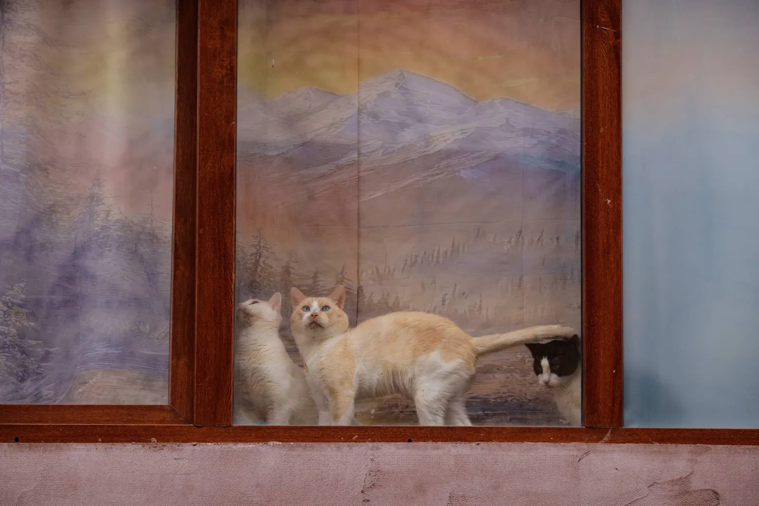 دراسة: تشابه جيني بين سرطانات القطط والبشر قد يدعم أبحاث سرطان الثدي