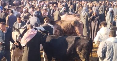 ربنا يحمي المال.. أضخم عجل في سوق المواشي ببنها يبهر الجميع