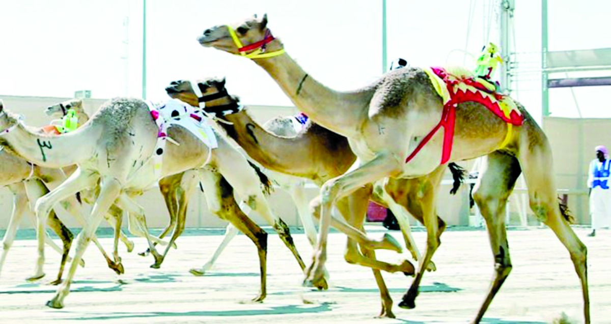 ‫ المهرجان الصيفي للهجن 4 يوليو