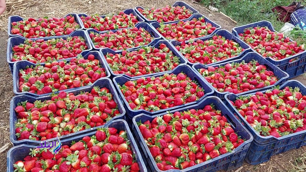 حقيقة فيديو إلقاء الفراولة في الشوارع.. نقيب الفلاحين يكشف التفاصيل