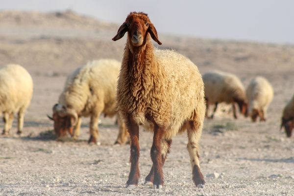 "البيئة" تحث ضيوف الرحمن على مراعاة التعامل مع الأضاحي برفق