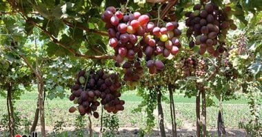 الحجر الزراعى: مصر صدرت 58 ألف طن من العنب منذ بداية العام
