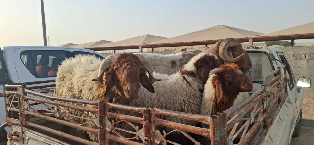 تحت إشراف بيطري.. تصاريح إلكترونية لتنظيم ذبح الأضاحي بمطابخ الرياض