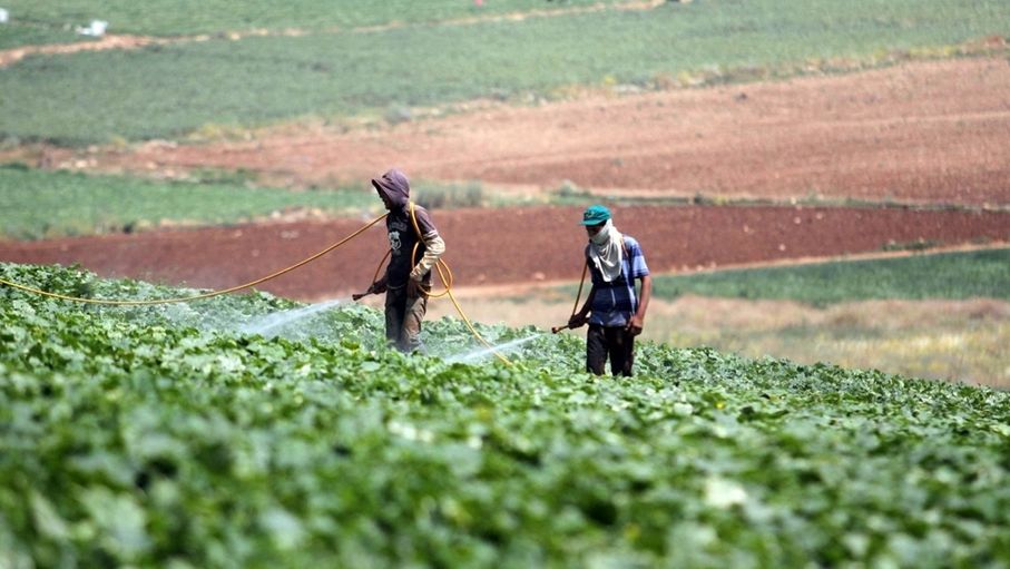 "الاقتصادي والاجتماعي": واقع عاملات الزراعة بالأغوار بحاجة لترسيخ الحماية الاجتماعية