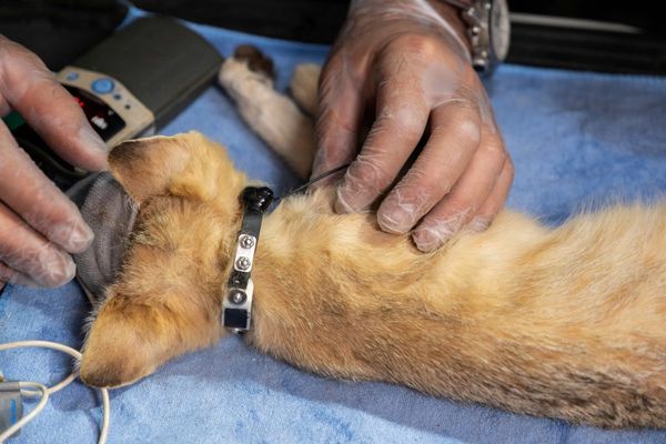 محمية الأمير محمد بن سلمان الملكية تحقق إنجازًا عالميًا في تتبع "شبح الصحراء"