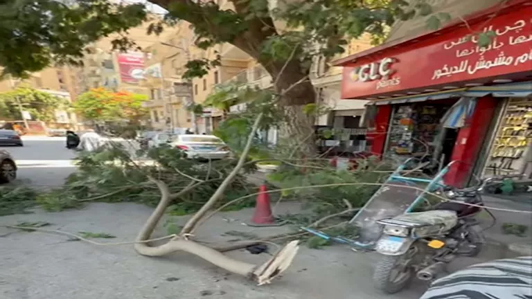 لحظات رعب.. تفاصيل سقوط شجرة عملاقة بالمنيا