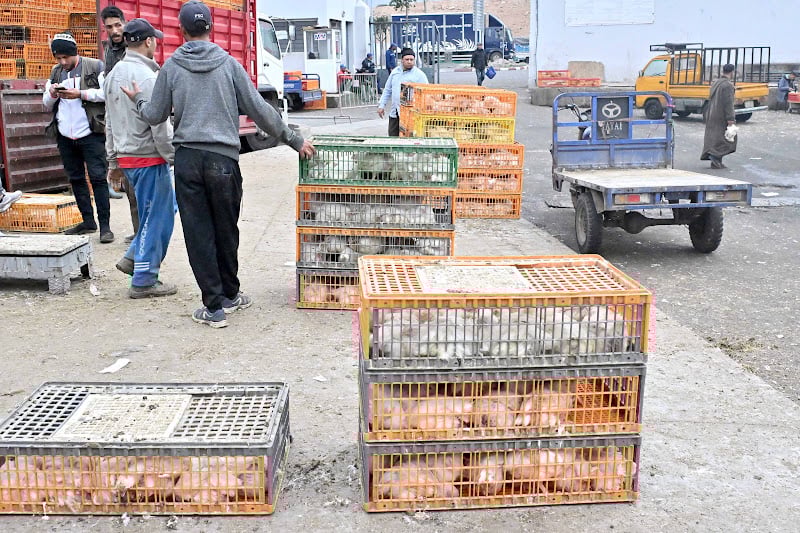 مرصد حماية المستهلك يحذر من تقلب أسعار الدواجن قبيل شهر رمضان