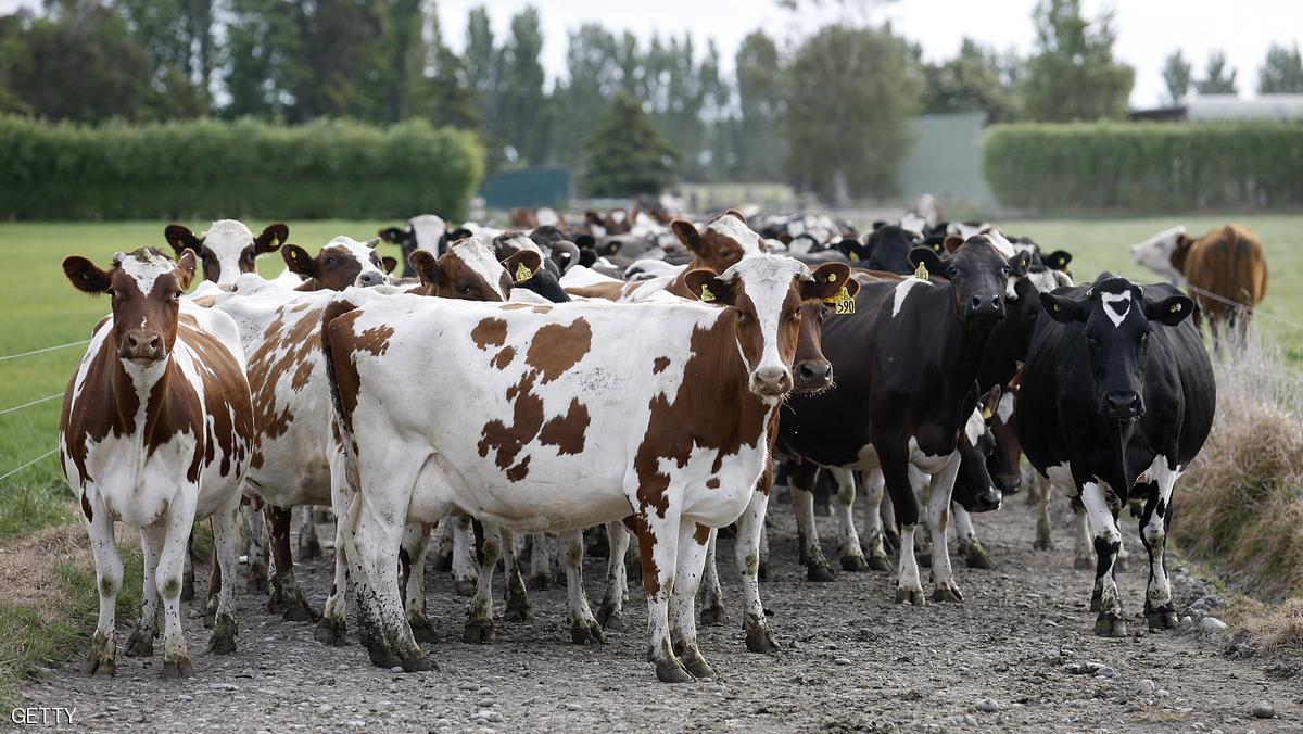 وزير الثروة الحيوانية يعلن انشاء مسلخ حديث ومحجر ومدبغة بالنيل الأبيض