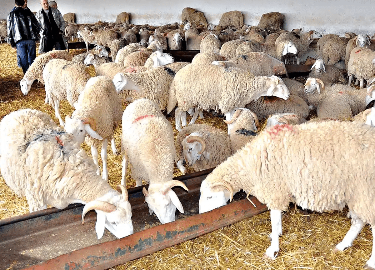 قبل 40 يوما من عيد الأضحى.. تواصل تدفّق شحنات الأغنام المستوردة إلى موانئ الجزائر