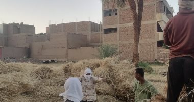 القمح الليلة ليلة عيده يارب تبارك وتزيده.. الفرحة تظهر مع بدء موسم توريد القمح.. التموين تعلن بداية التوريد فى 4 نقاط مخصصة بسعة تخزينية 43 ألف طن.. وتشكيل لجان من هيئة سلامة الغذاء لتسهيل عمليات التو