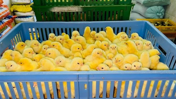 انخفاض الروص والأبيض، أسعار الكتاكيت والبط اليوم الثلاثاء ببورصة الدواجن