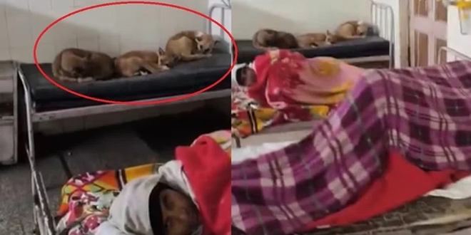 فيديو يثير غضباً.. كلاب ضالة تشارك المرضى غرف الرعاية المركزة بالمستشفى