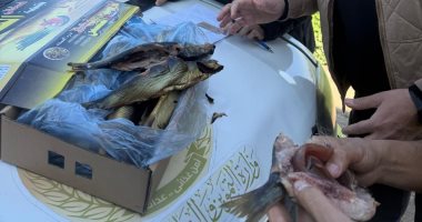 ضبط 970 كجم رنجة وفسيخ غير صالحة للاستهلاك الآدمى فى الغربية