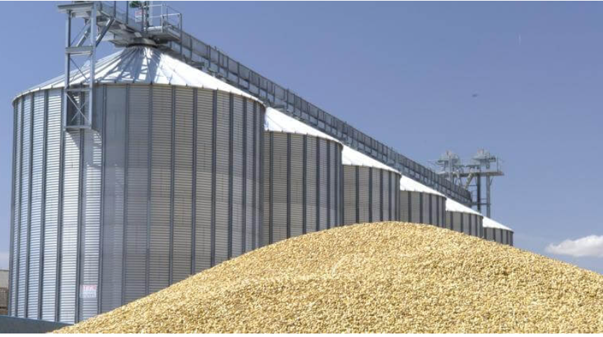 التجارة تطمئن: الخزين الحنطي يؤمّن حاجة العراق حتى نهاية العام