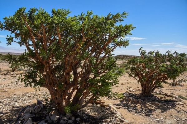 وكالة الأنباء العمانية (العمانية)