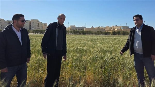 إنجاز بحثي، جامعة الملك سلمان تنجح في زراعة القمح بمياه عالية الملوحة (صور)