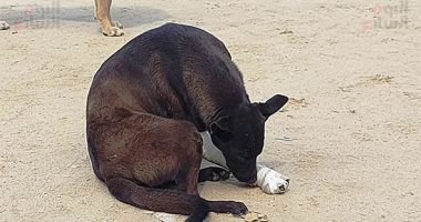 فيديو «مشنقة الكلب» يهز الغربية.. والأمن يلقى القبض على المتهم فى طنطا