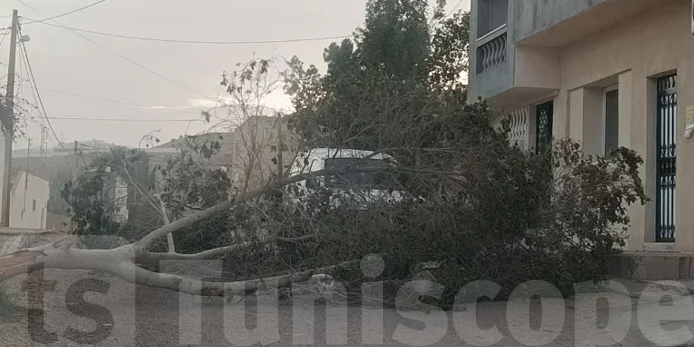 باجة: الرياح تتسبب في سقوط أعمدة كهربائية وأشجار بعمدون