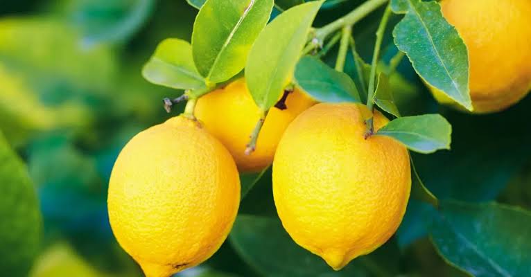 تقرير:صادرات الليمون المغربي تنتعش بعد أربع سنوات من التراجع