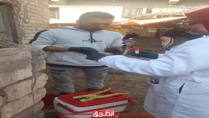 بيطري الشرقية يفحص 2770 رأس ماشية ضد البروسيلا والسل خلال فبراير