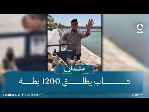 "Young man releases 1200 ducks"... A beautiful initiative from Wasit