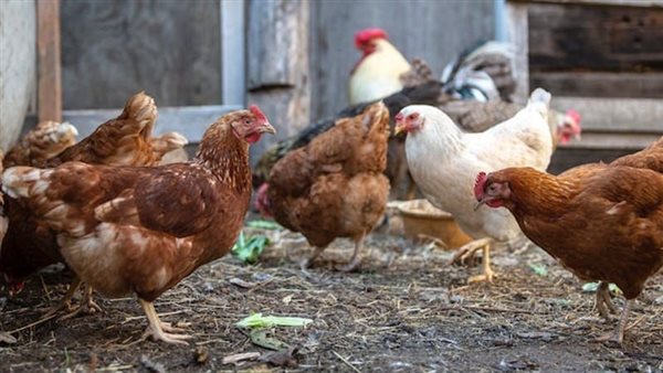 انخفاض البيضاء وارتفاع البلدي، سعر الفراخ اليوم الجمعة 15 مايو 2026