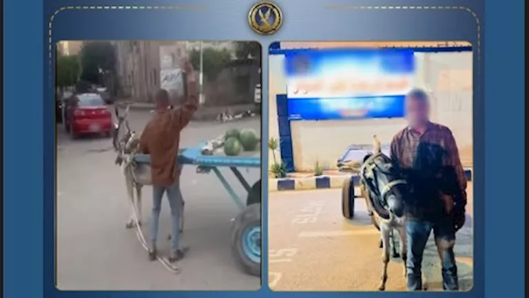 تفاصيل فيديو تعذيب دابة بالحجارة في كفر الدوار