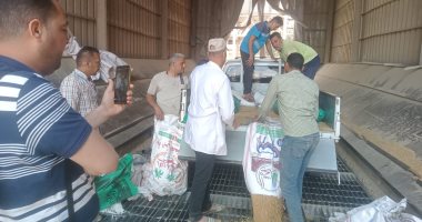 أهم مرحلة في توريد الذهب الأصفر.. لحظة تفريغ القمح فى نقرة الصومعة (فيديو)