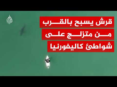 قرش يسبح بالقرب من متزلج على الأمواج قبالة شاطئ بكاليفورنيا