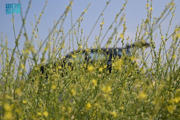 العلقة تبرز ثراء الغطاء النباتي بجازان