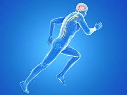 زيادة القدرة على التحمل ليست من العضلات فقط لكن من خلايا الدماغ