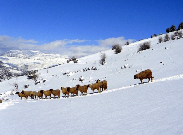 تساقطات ثلجية مرتقبة من الثلاثاء إلى الأربعاء بعدد من مناطق المغرب