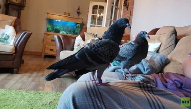 حبوب ذرة مانعة لحمل الحمام.. تجربة غير مسبوقة في كراكوف