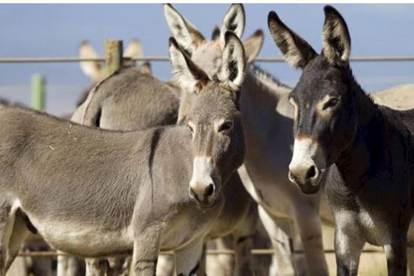تصريحاتي تم تحريفها.. مديرة المجازر: لم أقل إن لحوم الحمير غير مضرة