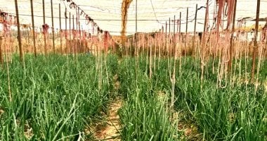 الوادى الجديد تمضى قدما فى تحقيق الاكتفاء الذاتى من الخضروات والفاكهة.. منظومة الصوب الأورجانيك توفر المنتجات الطازجة وتدعم جهود الأمن الغذائى.. تعميم التجربة على الوحدات المحلية وتشجيع الشباب على الت