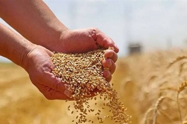 عاجل.. القمح الأوروبي يهبط 0.1% إلى 195.25 يورو للطن بسبب وفرة المعروض