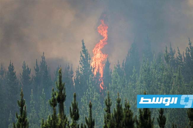 دراسة: التعرض لدخان حرائق الغابات يرفع خطر الإصابة بالسرطان