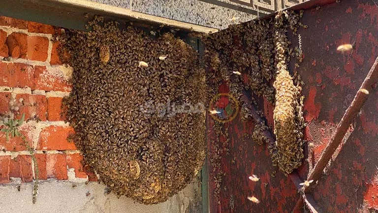 ظاهرة غريبة في كفر الشيخ.. تجمع النحل على باب مقبرة بمركز دسوق