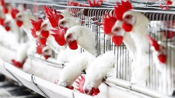 أسعار الدواجن والبيض اليوم الجمعة 20 فبراير 2026