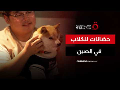 وجبات وتدريبات واستماع للموسيقى.. حضانات الكلاب تنتشر في الصين مع تزايد عدد مربي الحيوانات