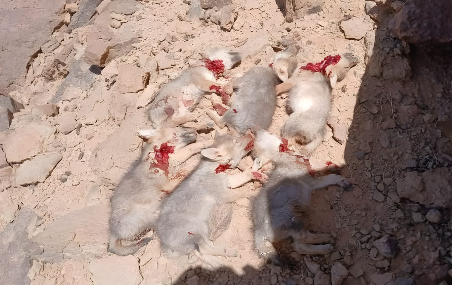 درك مرزوكة يفتح تحقيقا في واقعة ذبح جراء الذئاب بالريصاني نواحي الرشيدية